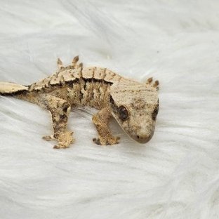 노멀 트라이 드리피 화이트스팟