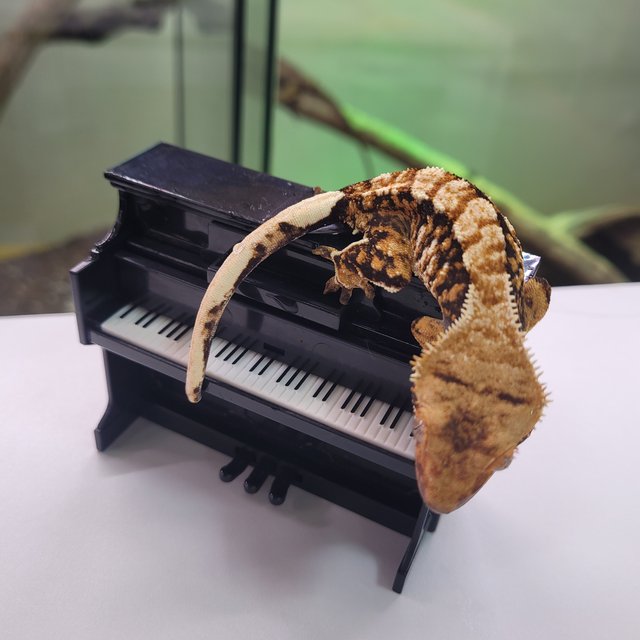 노멀 익스트림할리퀸 텐저린 트라이