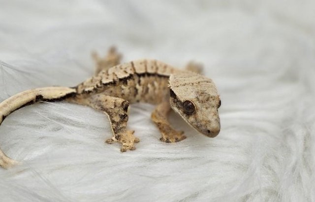 노멀 트라이 드리피 화이트스팟