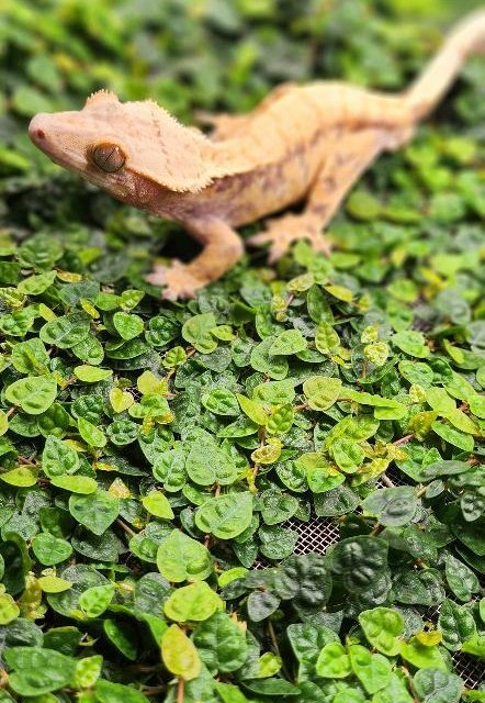 노멀 트라이 드리피 화이트스팟