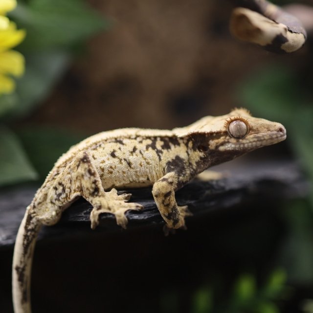 노멀 트라이 화이트스팟 드리피