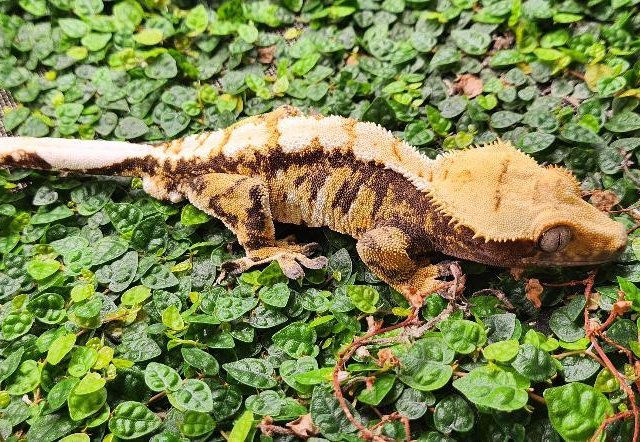 노멀 트라이 익스트림할리퀸