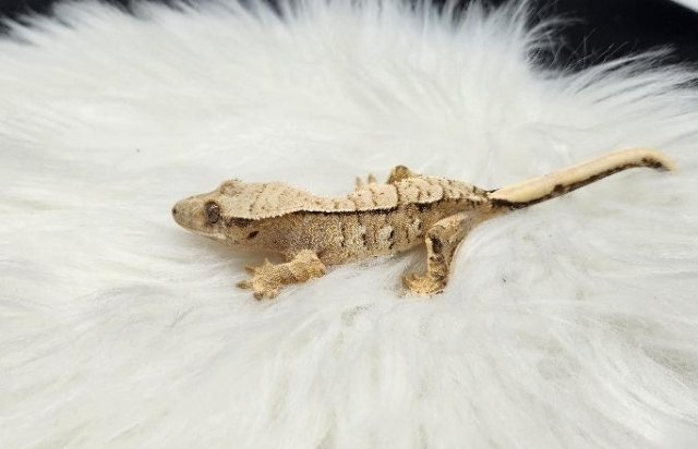 노멀 트라이 드리피 화이트스팟