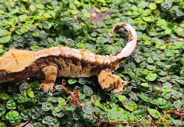 노멀 트라이 익스트림할리퀸