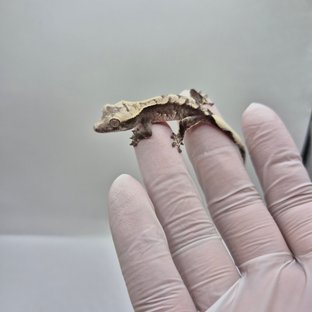 아잔틱