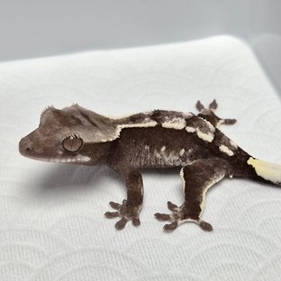 아잔틱