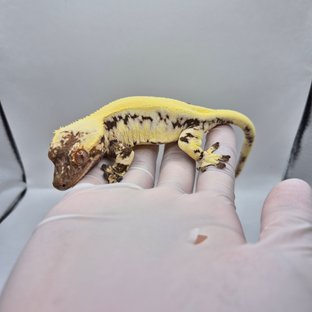 바니