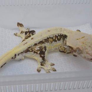 월리