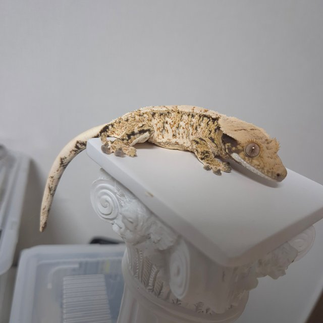 노멀 드리피 화이트스팟