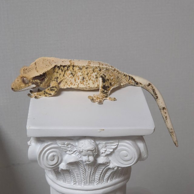 노멀 드리피 화이트스팟