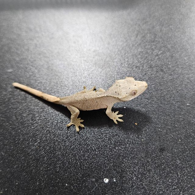 레드 슈퍼달마시안