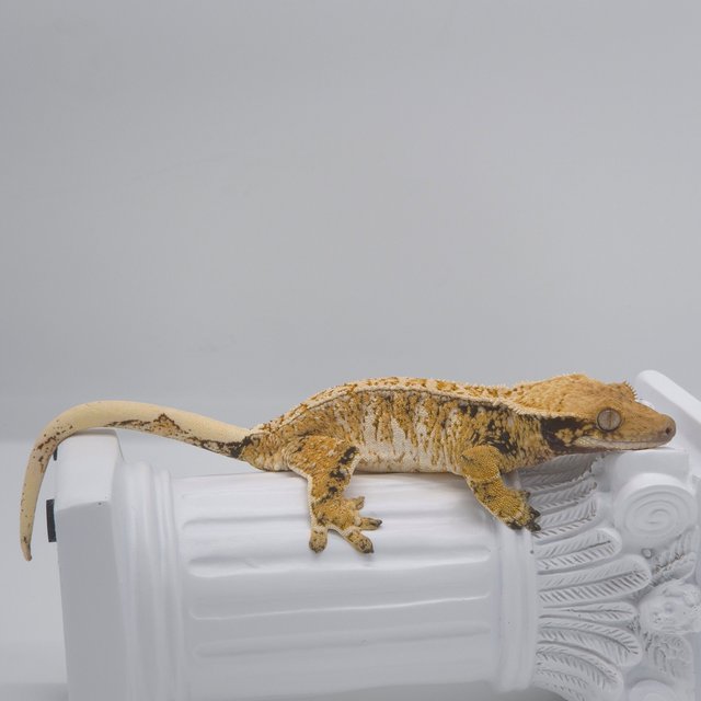 노멀 드리피 화이트스팟