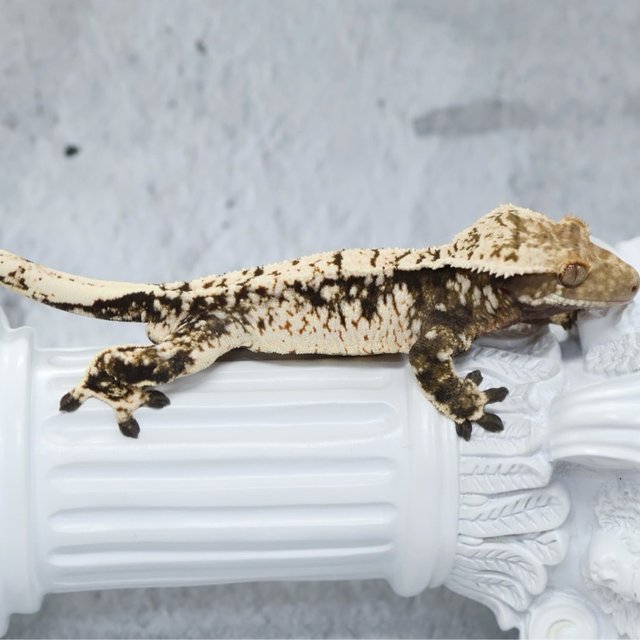 노멀 드리피 화이트스팟