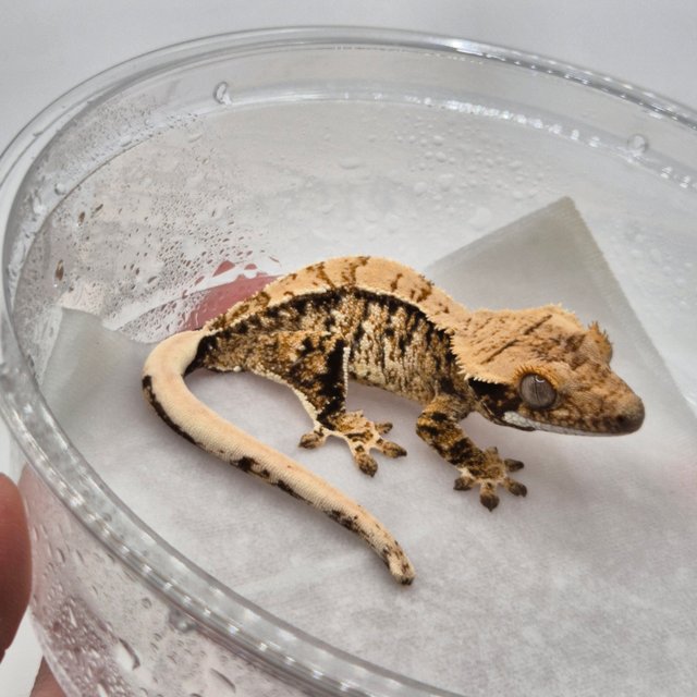 노멀 드리피 화이트스팟