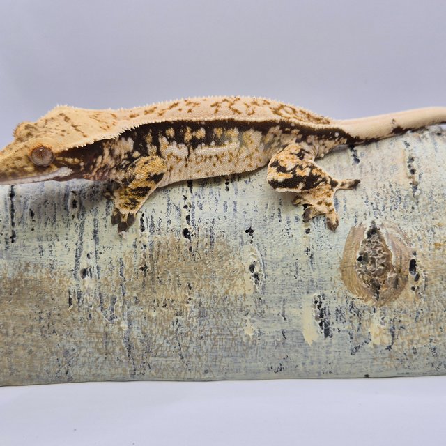 노멀 풀핀 쿼드