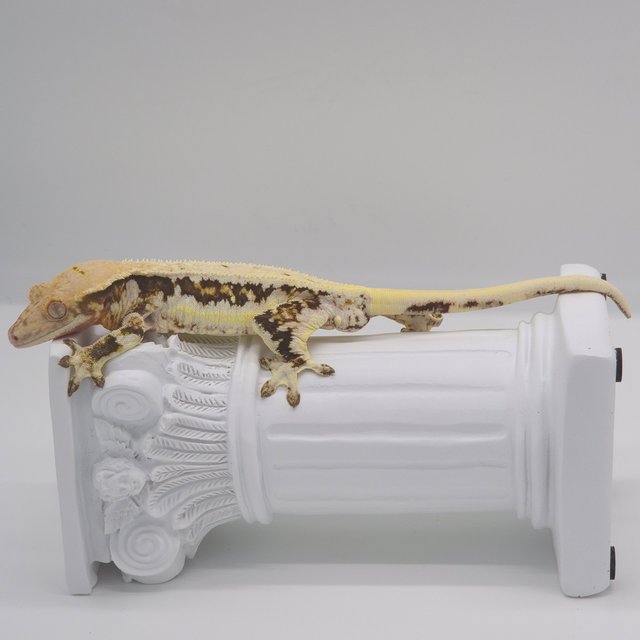 릴리100%헷아잔틱