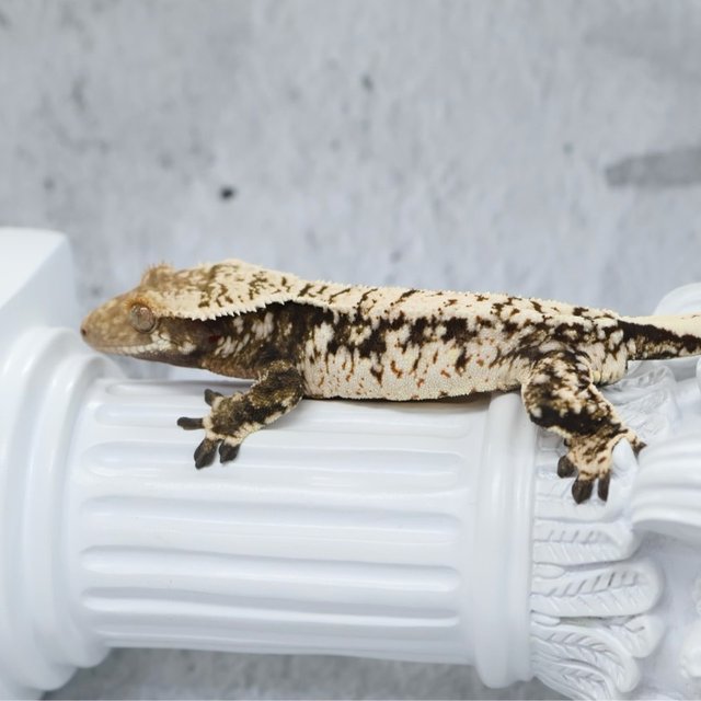 노멀 드리피 화이트스팟 화이트크라운