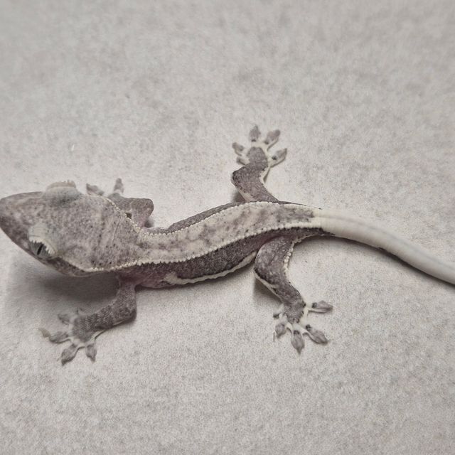 릴잔틱