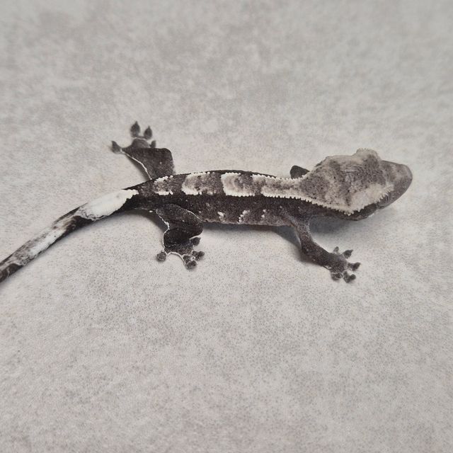 아잔틱