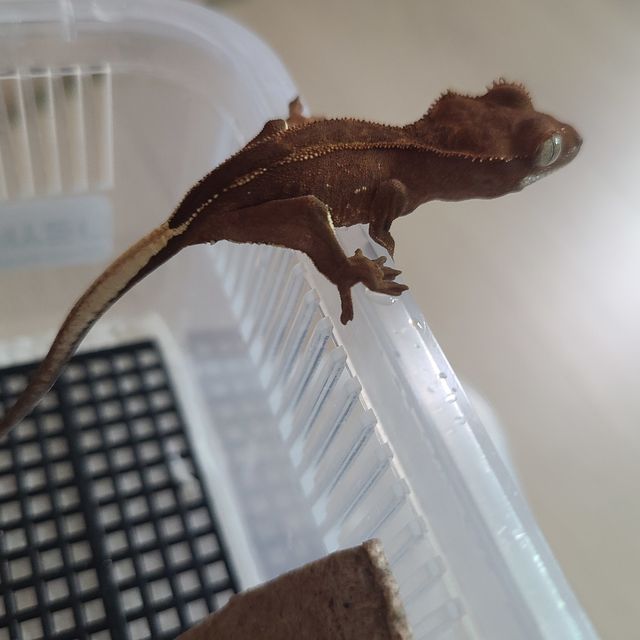 팬텀 레드 오닉스