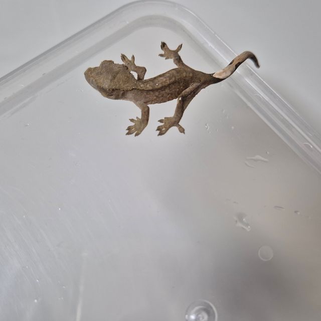 알티 챠콜
