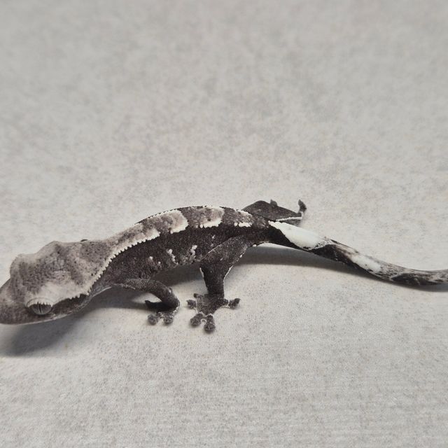 아잔틱
