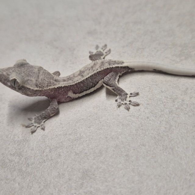 릴잔틱