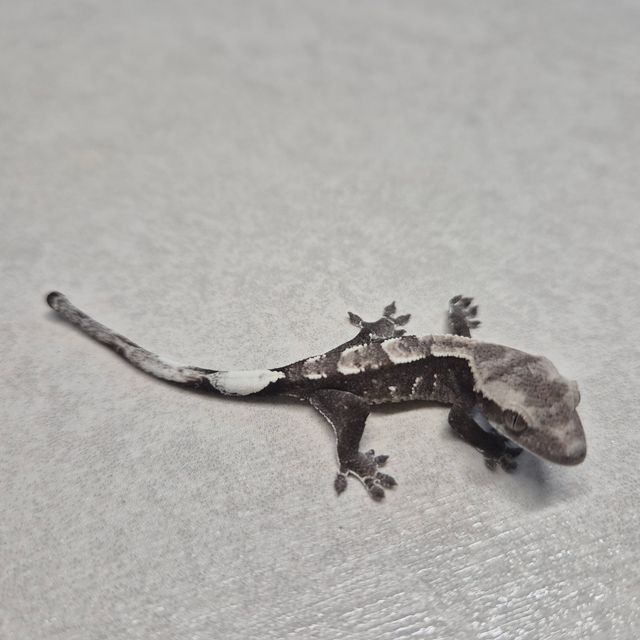 아잔틱