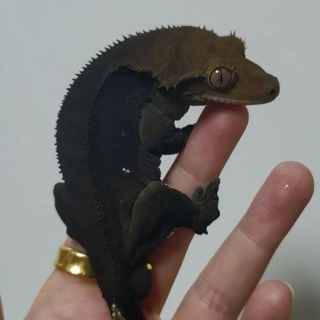 챠콜