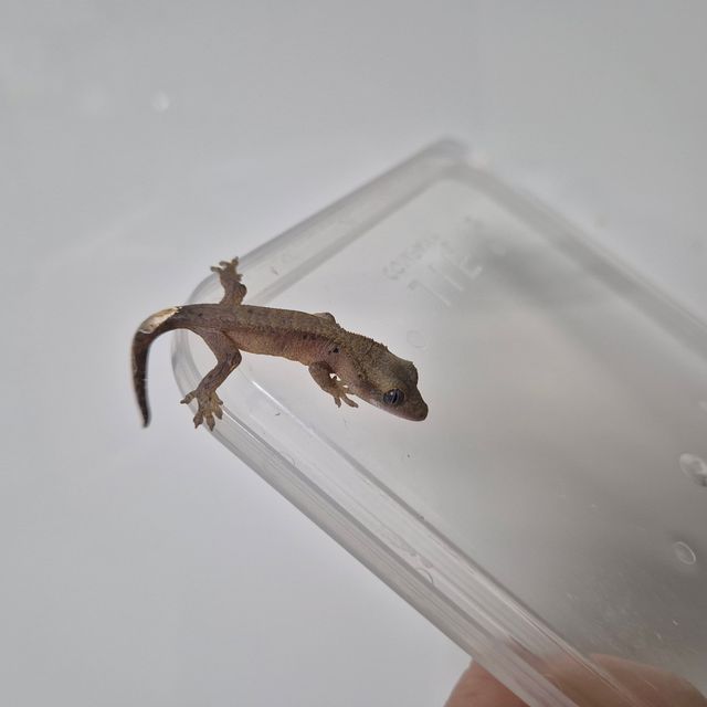 알티 챠콜
