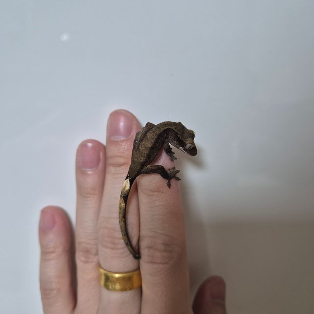 챠콜