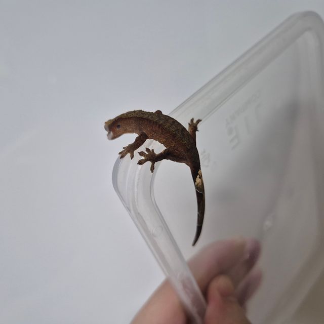 알티 챠콜