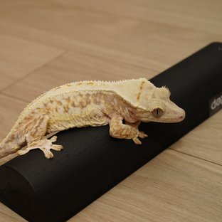 릴리화이트 레드 풀핀