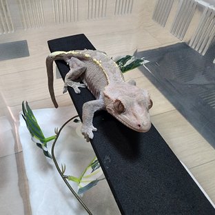 카푸치노