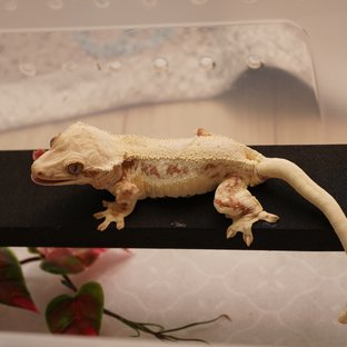 릴리화이트 레드