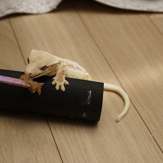 릴리화이트 레드