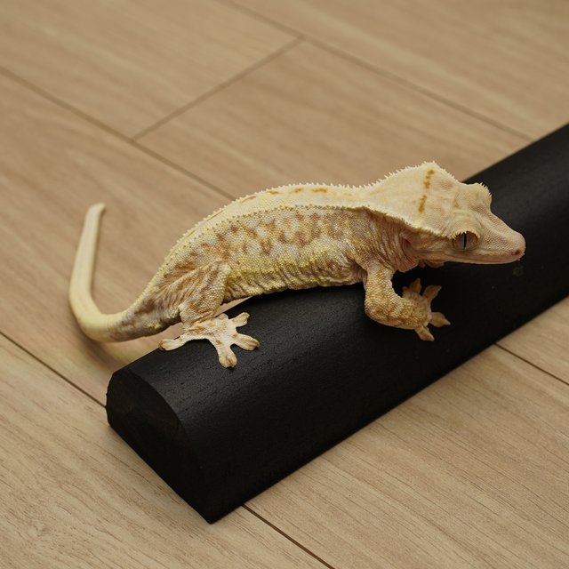 릴리화이트 레드 풀핀