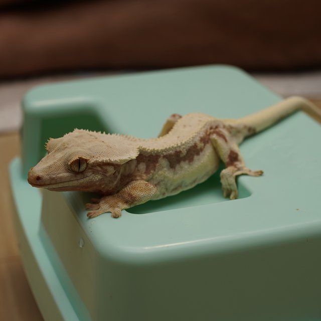 릴리화이트 레드