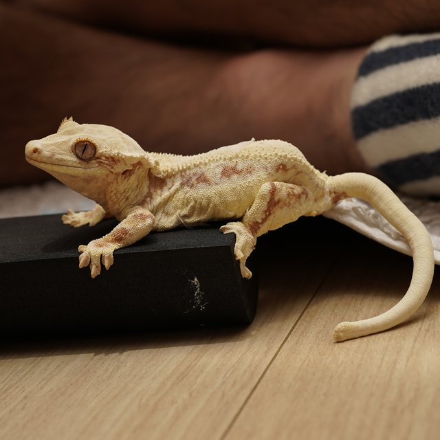 릴리화이트 레드