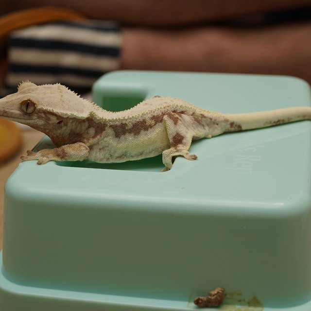 릴리화이트 레드