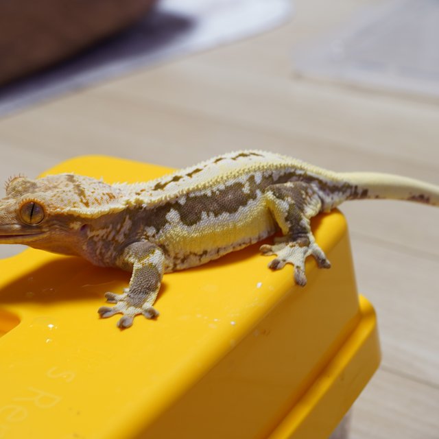 릴리화이트 풀핀