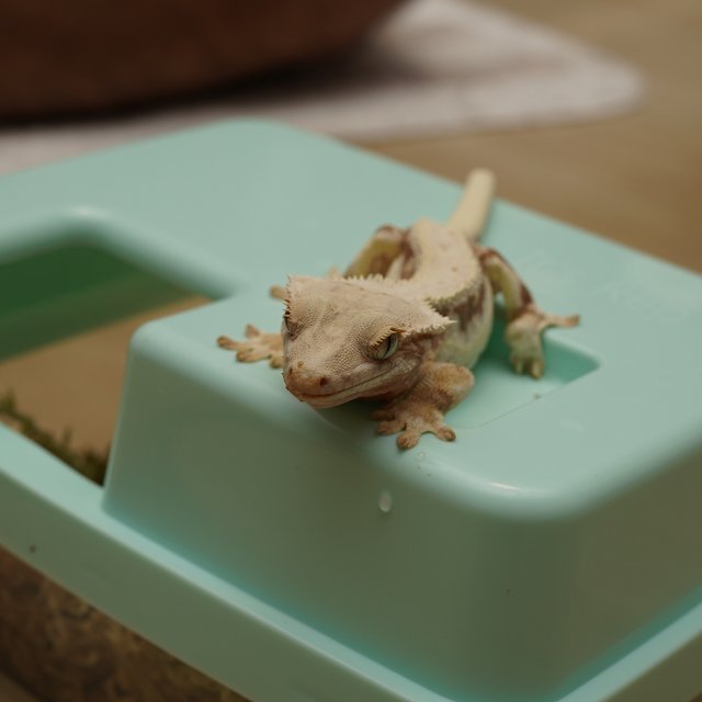 릴리화이트 레드