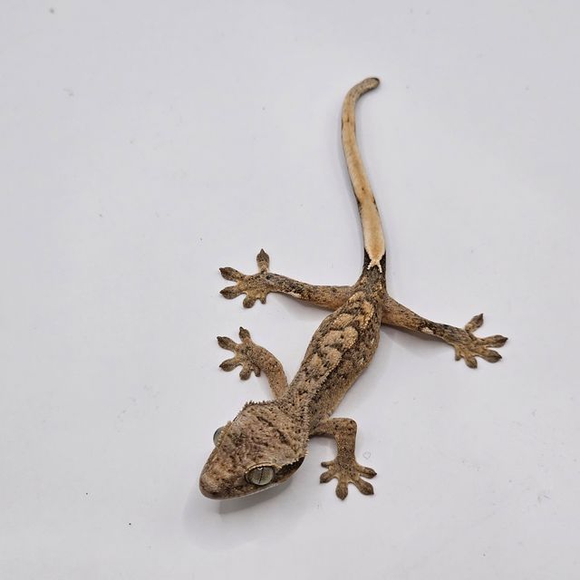 크림 팬텀 노멀