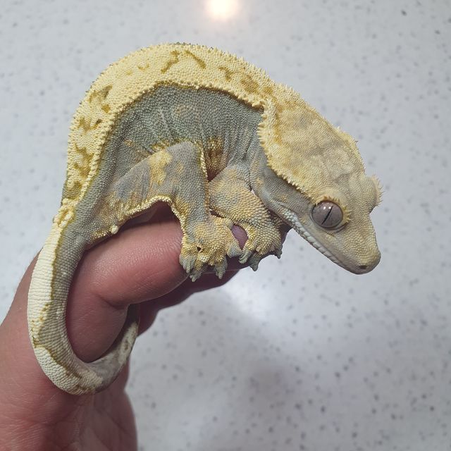 100%헷아잔틱