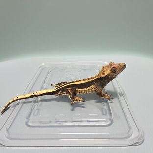 오닉스 풀핀 엠티백