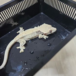 노멀 드리피 화이트스팟 화이트