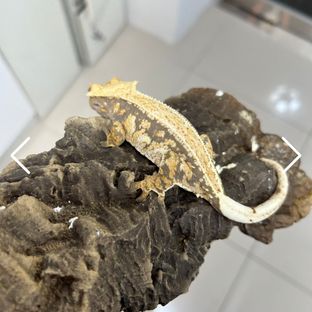 울릉도