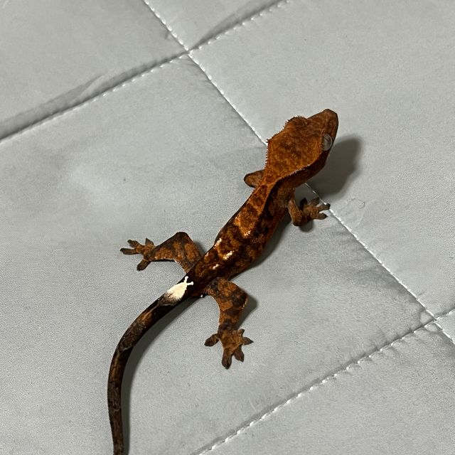 카푸치노