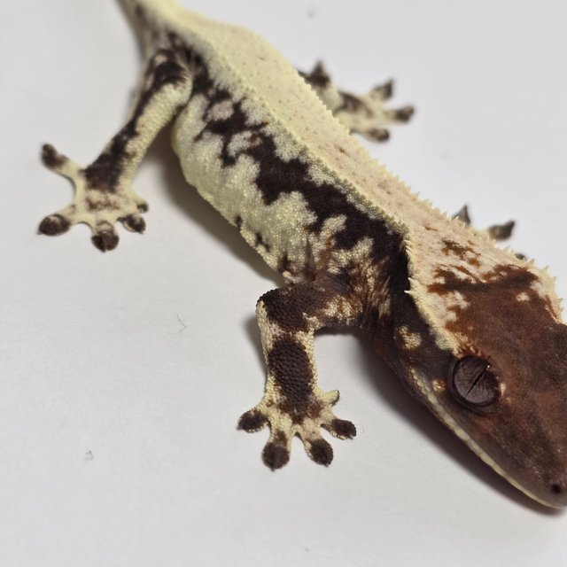 릴리 세이블 릴리100%헷아잔틱