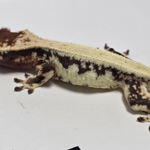 릴리 세이블 릴리100%헷아잔틱